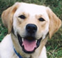 Rincon, therapy dog
